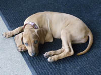 Kizzy resting