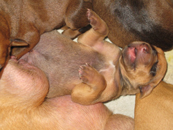 Saba Puppies