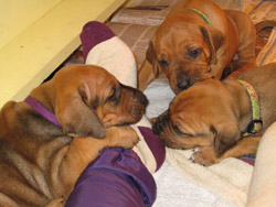 4 Weeks Old