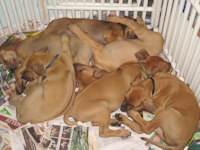 8 Weeks