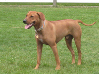 Cato