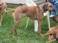 Cooper