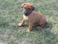 6 Weeks