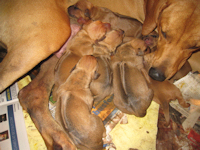 Saba Puppies