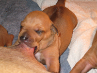 Saba Puppies 1 Week Old