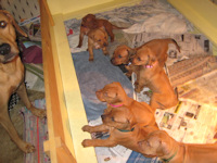 4 Weeks