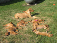 6 Weeks