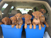 Saba Pups