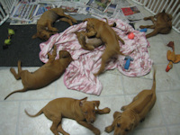 8 Weeks