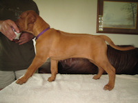 Carina