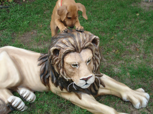 ridgeback lion hunter