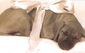 Bundle of Joy