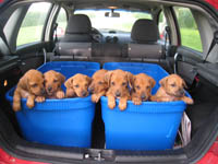 Car Ride