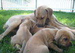 Three Weeks Old