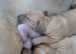 Three Weeks Old