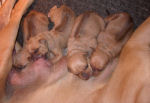 Echo's Babies Newborn
