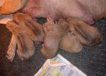 Echo's Babies Newborn