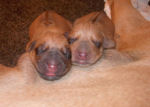 Echo's Babies Newborn