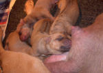 Echo's Babies Newborn