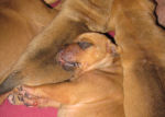 Echo's Babies Newborn