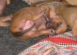 1 Week Old