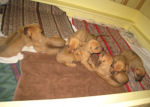 Two Weeks Old