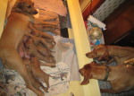 Red & Simu visiting the pups