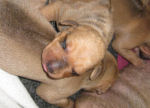 Echo's Babies Newborn