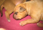 Echo's Babies Newborn