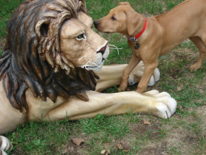 Belle - Hunting Lions