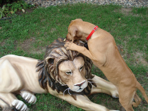 Belle - Hunting Lions