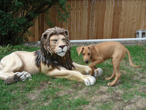 Belle - Lion Hunting