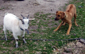 Odin & Billy