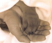 Sweet Puppy