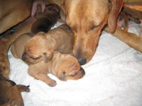 Sweet Pups