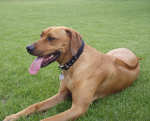 Truman