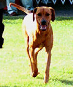 Mazzie