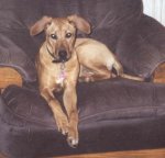Brandy
