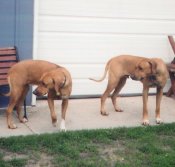 Tank & Pippi
