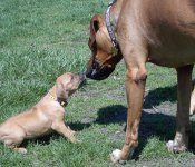 Daddy's Little Girl