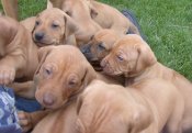 R Star Ridgeback Puppies 5 Weeks
