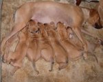 Echo Pups 05