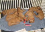 4 Weeks Old
