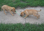 5 Weeks Old