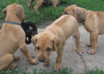 5 Weeks Old