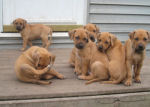 5 Weeks Old