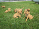 7 Weeks