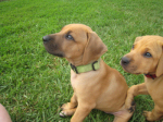 7 Weeks