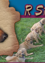 R Star Rhodesian Ridgebacks