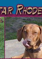 R Star Rhodesian Ridgebacks